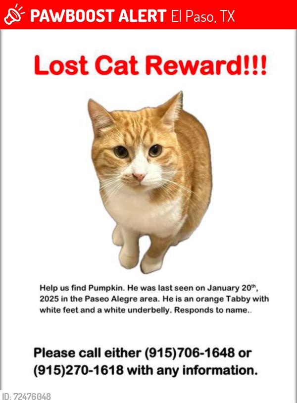 Lost Male Cat last seen Intersection of Vista Del Sol and Paseo Alegre, El Paso, TX 79928