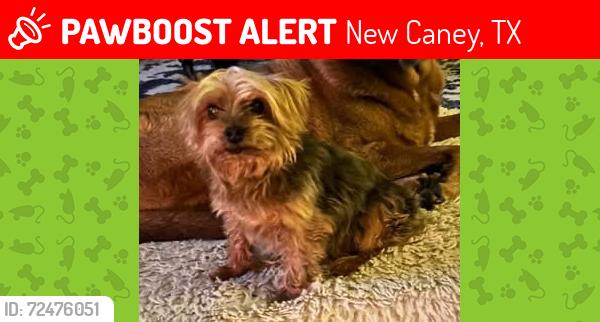 Lost Male Dog last seen Near and Roman Forest Blvd , New Caney, TX 77357