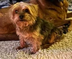 Lost Male Dog last seen Near and Roman Forest Blvd , New Caney, TX 77357