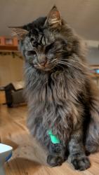 Lost Male Cat last seen Southwest 339th St , Federal Way, WA 98023