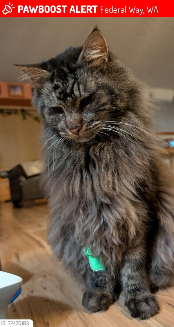 Lost Male Cat last seen Southwest 339th St , Federal Way, WA 98023