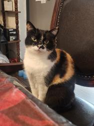 Lost Female Cat last seen Washington st, Riverside, CA 92504