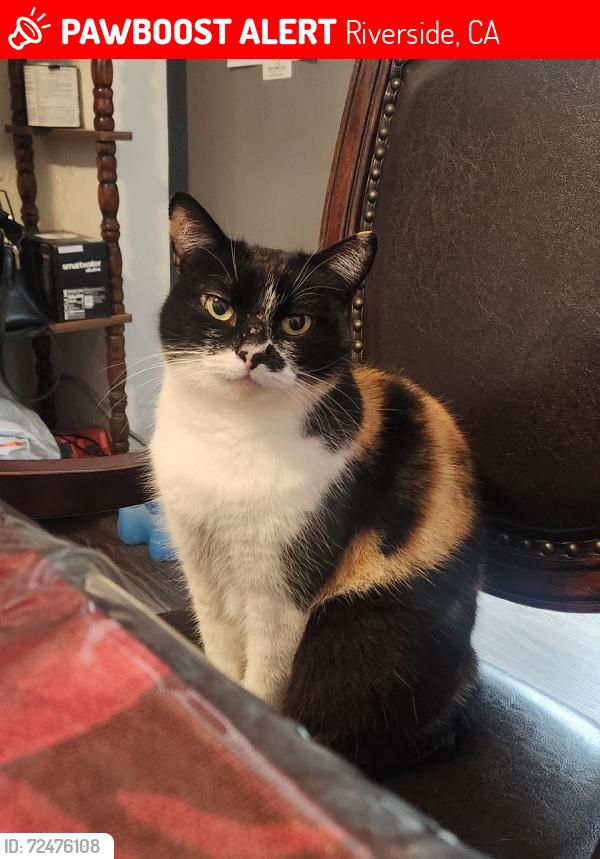 Lost Female Cat last seen Washington st, Riverside, CA 92504