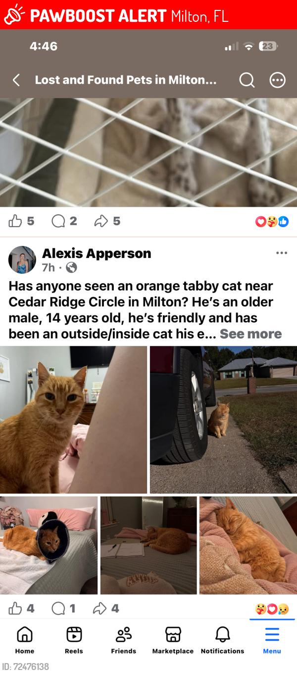 Lost Male Cat last seen Subdivision by King middle School , Milton, FL 32570