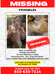 Lost Male Cat last seen Orlando Road and Ormond ave, Hiland Park, FL 32405