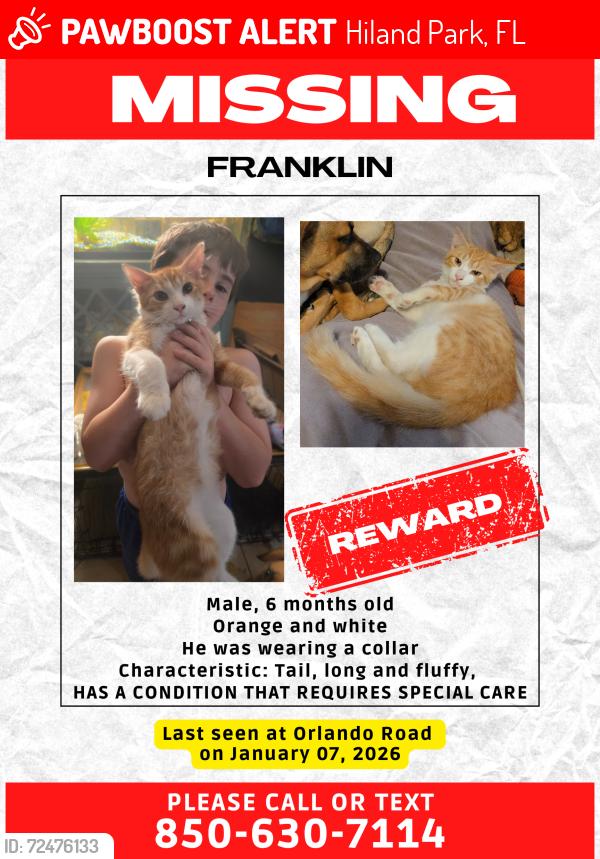 Lost Male Cat last seen Orlando Road and Ormond ave, Hiland Park, FL 32405