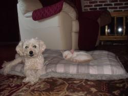 Lost Female Dog last seen 160th st and Firmona Lawndale CA, Lawndale, CA 90260