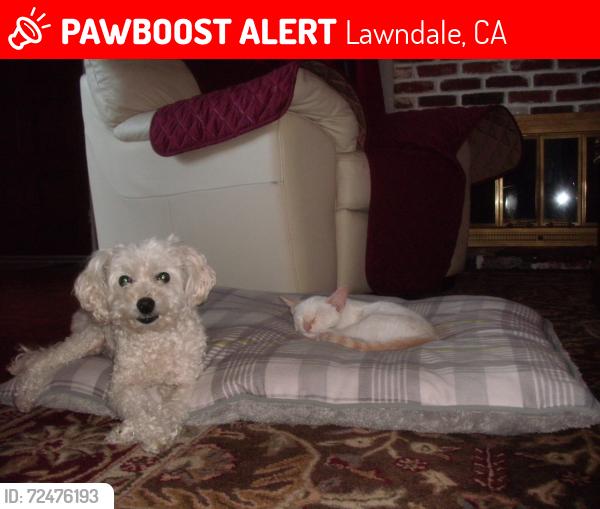 Lost Female Dog last seen 160th st and Firmona Lawndale CA, Lawndale, CA 90260