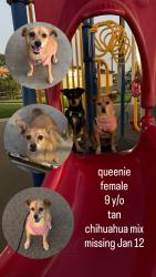 Lost Female Dog last seen By Indio Boys and Girls Club, Indio, CA 92201