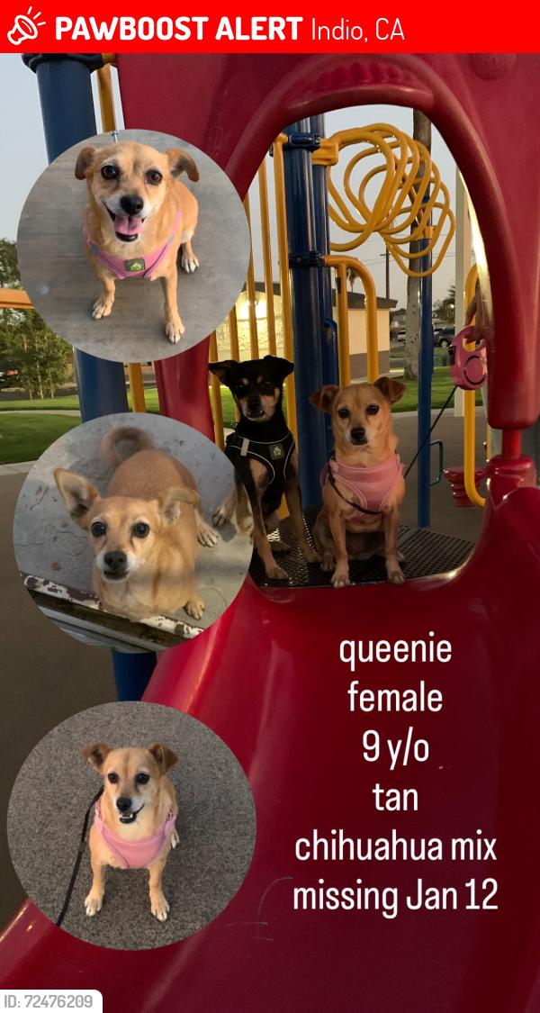 Lost Female Dog last seen By Indio Boys and Girls Club, Indio, CA 92201