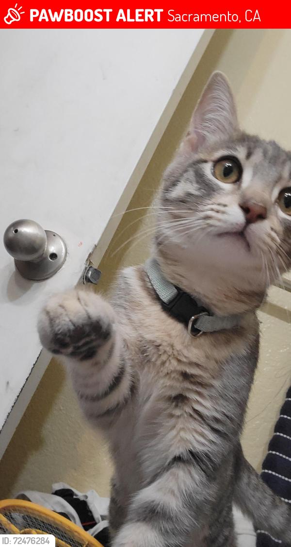 Lost Female Cat last seen San jaun rd, Sacramento, CA 95834