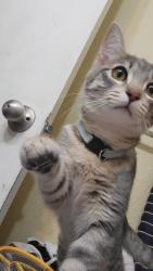 Lost Female Cat last seen San jaun rd, Sacramento, CA 95834