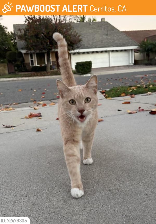 Found/Stray Male Cat last seen Eric and Acoro St, Cerritos, CA 90703