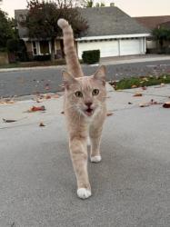Found/Stray Male Cat last seen Eric and Acoro St, Cerritos, CA 90703