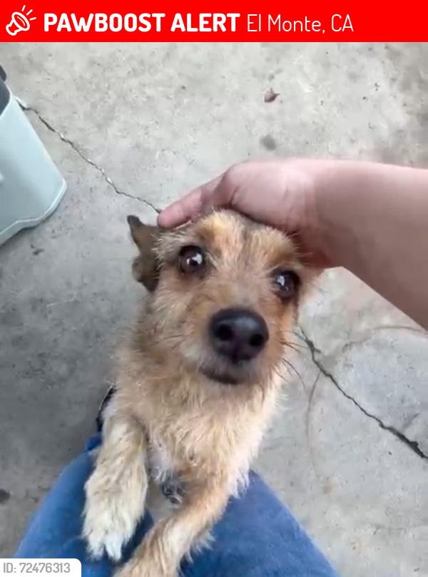 Lost Female Dog last seen Seaman ave. , El Monte, CA 91733