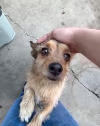 Lost Female Dog last seen Seaman ave. , El Monte, CA 91733