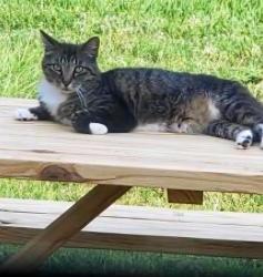 Lost Male Cat last seen Near Southern Oaks Dr, Houston, TX 77068