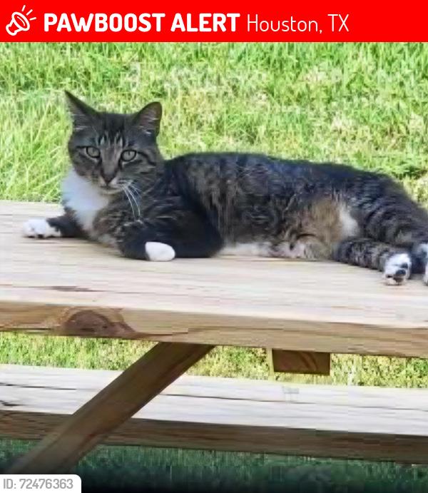 Lost Male Cat last seen Near Southern Oaks Dr, Houston, TX 77068