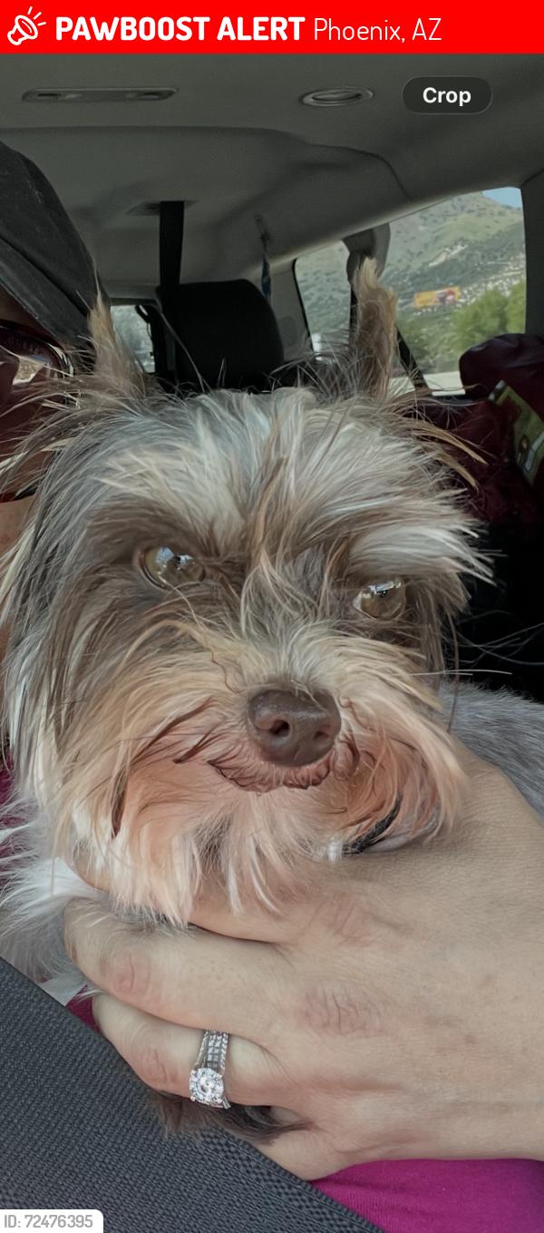 Lost Male Dog last seen Southern and Central, Phoenix, AZ 85041