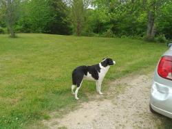 Lost Male Dog last seen McKibbon , Fitzpatrick Rd, TN 38451