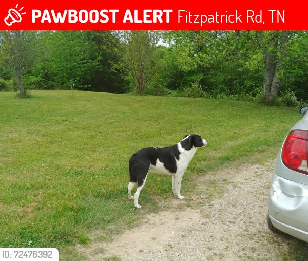 Lost Male Dog last seen McKibbon , Fitzpatrick Rd, TN 38451