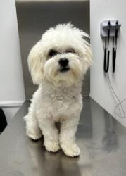 Lost Male Dog last seen Fairplex and Arroyo , Pomona, CA 91768