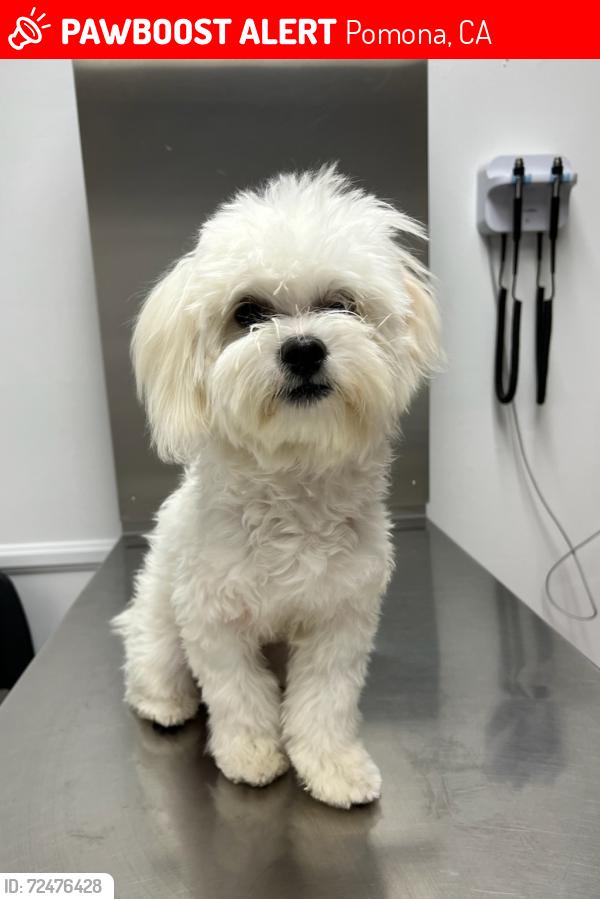 Lost Male Dog last seen Fairplex and Arroyo , Pomona, CA 91768