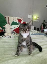 Lost Female Cat last seen Idk, Chino Hills, CA 91709