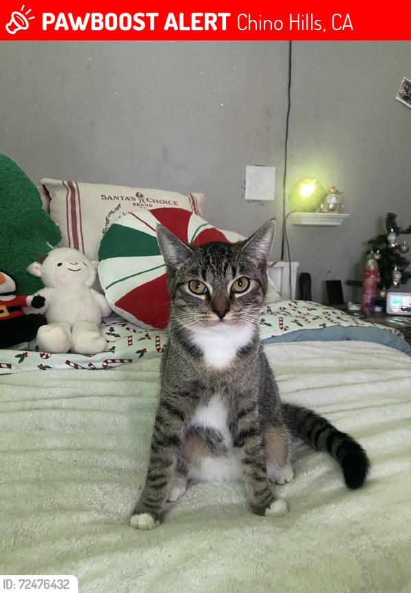 Lost Female Cat last seen Idk, Chino Hills, CA 91709