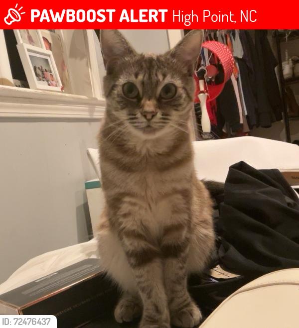 Lost Female Cat last seen High point , High Point, NC 27260