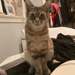 Lost Female Cat last seen High point , High Point, NC 27260