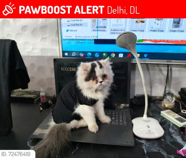 Lost Female Cat last seen Kewal Park Extention, Delhi, DL 110033