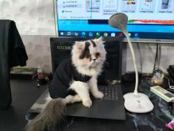 Lost Female Cat last seen Kewal Park Extention, Delhi, DL 110033