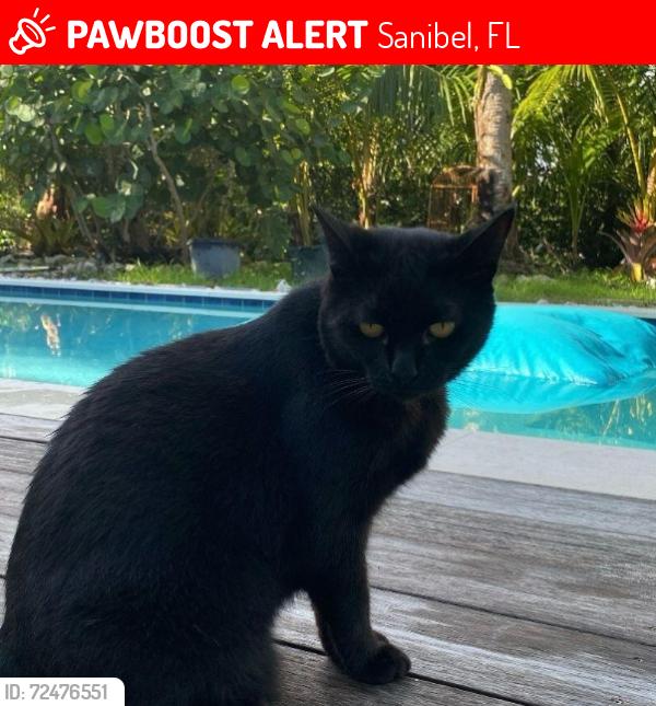 Lost Female Cat last seen Sanibel Captive Rd, Sanibel, FL 33957