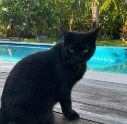 Lost Female Cat last seen Sanibel Captive Rd, Sanibel, FL 33957