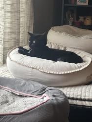 Lost Male Cat last seen Andover park , Aurora, IL 60504