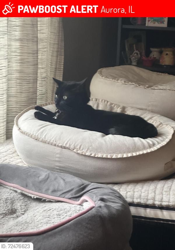 Lost Male Cat last seen Andover park , Aurora, IL 60504