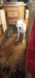 Lost Male Dog last seen Amelia And lucielle, Shreveport, LA 71108