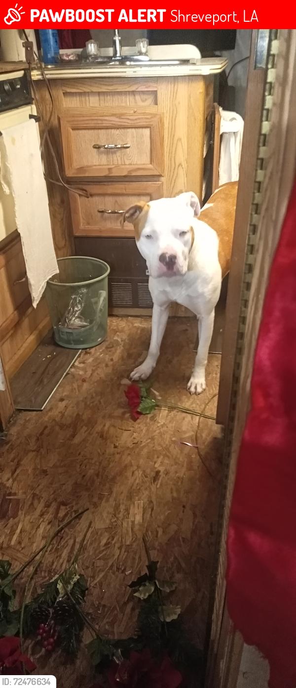 Lost Male Dog last seen Amelia And lucielle, Shreveport, LA 71108
