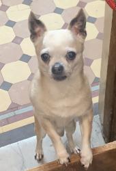 Lost Male Dog last seen Bradley Ter, Gregory Ave, Mt. Pleasant Ave, West Orange, NJ 07052