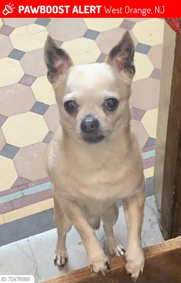 Lost Male Dog last seen Bradley Ter, Gregory Ave, Mt. Pleasant Ave, West Orange, NJ 07052