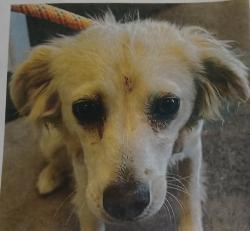 Lost Female Dog last seen Traviz, Las Cruces, NM 88001