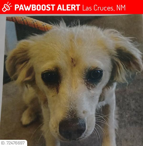 Lost Female Dog last seen Traviz, Las Cruces, NM 88001