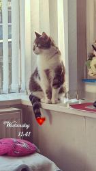 Lost Male Cat last seen Just street , West Yorkshire, England BD5 9NL