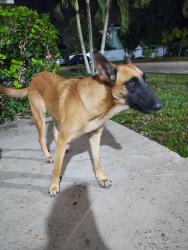 Found/Stray Female Dog last seen NE 10 ST AND 2ND AVE, Homestead, FL 33030