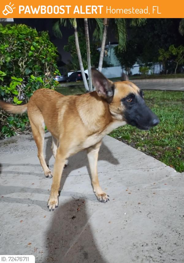 Found/Stray Female Dog last seen NE 10 ST AND 2ND AVE, Homestead, FL 33030