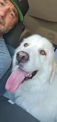 Lost Male Dog last seen Pechanga, Temecula, CA 92592