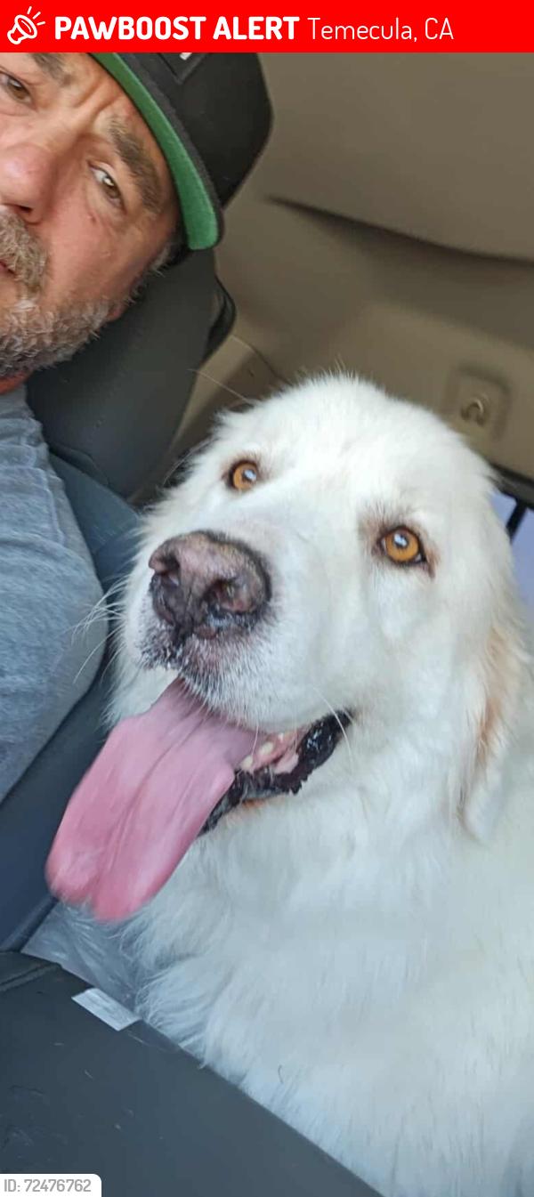Lost Male Dog last seen Pechanga, Temecula, CA 92592