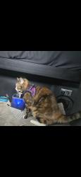 Lost Female Cat last seen Loves Truck stop, Elkhorn, WI 53121
