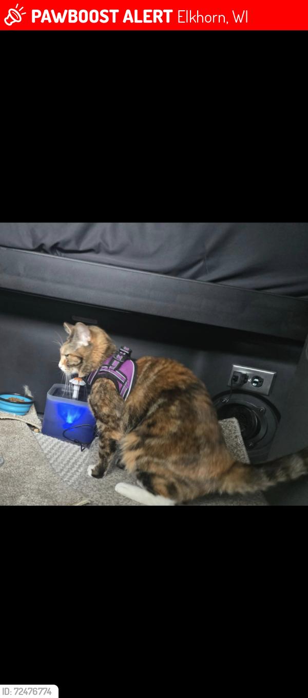 Lost Female Cat last seen Loves Truck stop, Elkhorn, WI 53121